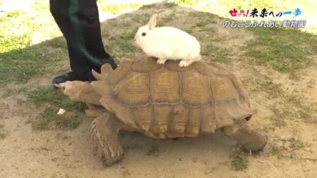 高校の中に動物園がオープン！愛媛・野村高校「のむこうふれあい動物園」初日から家族連れで大賑わい|TBS NEWS DIG