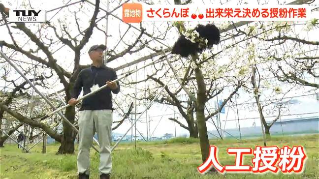 安定した結実のために 露地物さくらんぼの開花に合わせ生育方法など確認 出来栄え決めるのは授粉作業(山形)|TBS NEWS DIG
