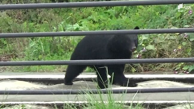静岡県でクマとみられる目撃情報101件 小学校にも足跡 専門家は「冬眠しなくなる可能性」を指摘=静岡|TBS NEWS DIG