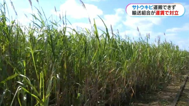 サトウキビ製糖シーズンにピンチ　輸送組合が運賃で対立　農家は収穫しても搬入できず…|TBS NEWS DIG