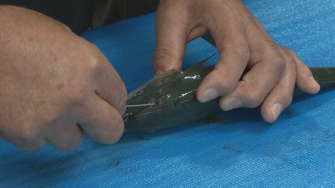「消費者にリピートしてもらえるので一生懸命やる価値はあると思う」魚の鮮度保つ活締め技術　認定証授与式|TBS NEWS DIG
