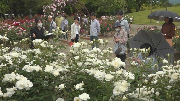 約1300本のバラが見頃 甘い香りに包まれながら 芸術の森公園でバラツアー | 山梨のニュース | UTYテレビ山梨