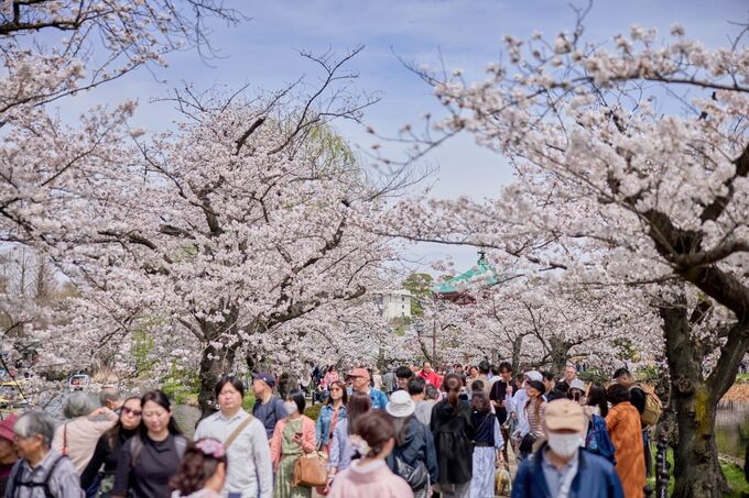 花見の予算は過去７年で最高、平均約3000円は食品インフレの世相映す