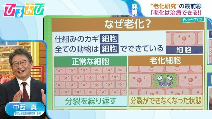 『老化は治療できる』マウス実験では“若返り”も！？「“ガチ”な運動はNG」東大教授が教える老化研究の最前線【ひるおび】|TBS NEWS DIG