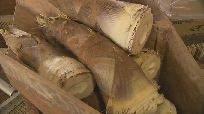 高級ブランド「タケノコ」に異変…3割の収穫減、農家悲痛　出荷日の1晩2晩前になると掘り返しにやって来る「不届き者」とは？|TBS NEWS DIG