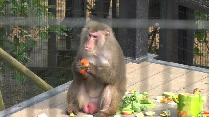 沖縄こどもの国で「ハロウィンカーニバル」　動物たちを好物で“トリート＝おもてなし”|TBS NEWS DIG