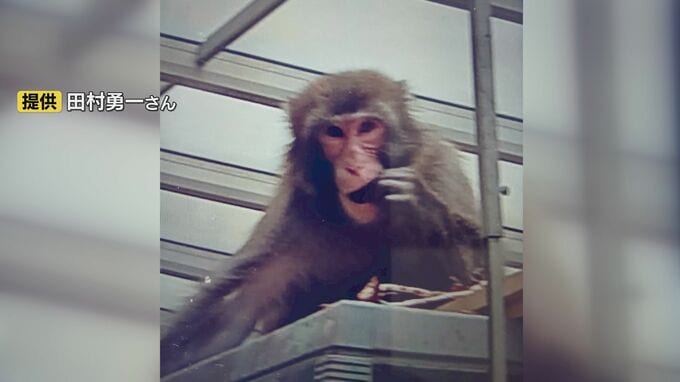 女性(60代)が後ろからズボンを引っ張られる　サルの目撃情報相次ぐ　山口・周南|TBS NEWS DIG