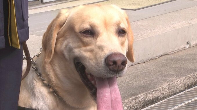直轄警察犬「ロッキー号」初手柄　山中で行方不明の高齢男性を救出　大分　|　大分のニュース｜OBS NEWS｜大分放送