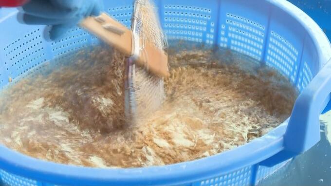 「なんでも手抜きをしてはダメ」『青天の霹靂』コメ食味ランキング「特A」評価の返り咲きを目指す　明治時代に確立された作業『塩水選』とは？|TBS NEWS DIG