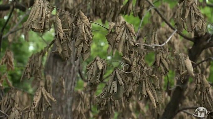 青森県で「ナラ枯れ被害」が過去最悪に　被害エリアも広がる　新たに八戸市や十和田市など8市町村でも確認　30市町村に拡大　より効果的な対策を検討していくと県|TBS NEWS DIG