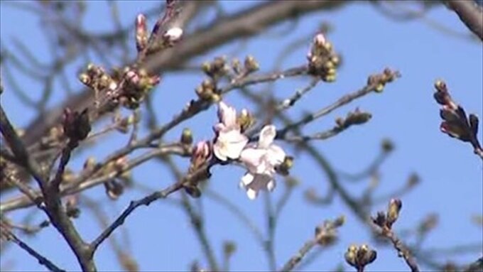 甲府でサクラ（ソメイヨシノ）が開花|TBS NEWS DIG