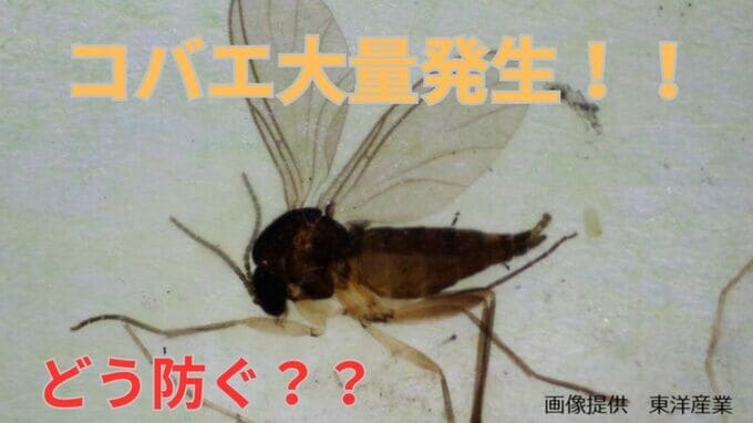 【コバエに注意】突如大量発生！「観葉植物の鉢」「カブトムシの飼育箱」にわくクロバネキノコバエをどう防ぐ？【画像閲覧注意】　|　岡山・香川のニュース | 天気 | RSK山陽放送