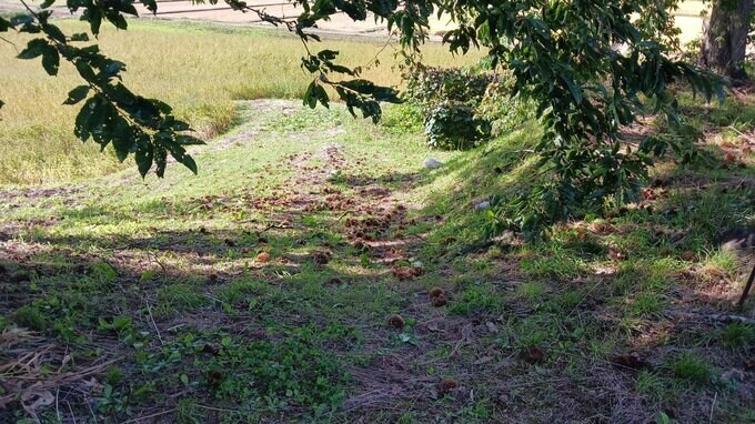 栗拾い中の70代男性がクマに襲われる　5分後には農作業中の別の男性が…　2人はけがするも命に別状なし　岩手・八幡平市|TBS NEWS DIG