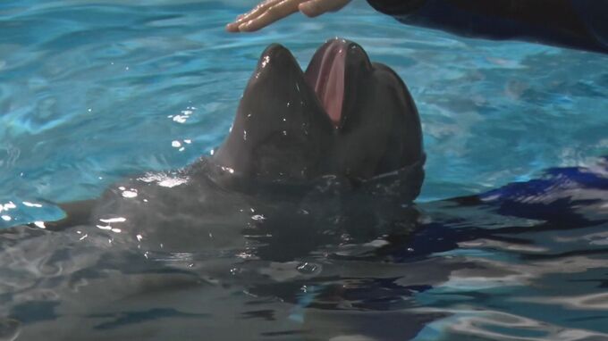 母を亡くして3か月…シロイルカの赤ちゃんすくすく成長中　犬用ミルクに魚のすり身を混ぜ…試行錯誤の人工保育　成功事例は国内で1例　|　BSSニュース | BSS山陰放送