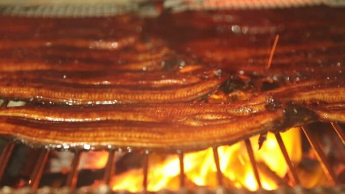 「完全養殖ウナギ」手頃な価格で食卓に並ぶ日は来るのか？ 試験販売で即日完売、10万尾量産へ　|　大分のニュース｜OBS NEWS｜大分放送