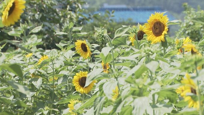 住宅街に５００本のヒマワリ畑　見頃は8月中旬　山口・下松　|　山口のニュース・天気・防災｜tys NEWS｜ｔｙｓテレビ山口