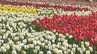 「カラフルでかわいい」チューリップ200種75万本が見ごろ　世羅高原農場　ユニークな「アイスクリームバナナ」や「ニューサンタ」も　広島　|　RCC NEWS | 広島ニュース | RCC中国放送