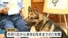 シェパードとボーダーコリーが市民の安全を守る「嘱託警察犬」に　警察活動の貢献に期待（山形・村山市）　|　山形のニュース│TUYテレビユー山形
