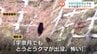 クマ出没相次ぐ 富山を代表する温泉街周辺に2頭のクマ...動画撮影者「とうとうクマ出没 怖い」富山県・黒部市　|　富山のニュース｜天気・防災｜チューリップテレビ