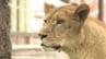 メスなのに…オスと間違われたライオン 元の動物園に帰還　|　愛媛のニュース - Nスタえひめ｜あいテレビは6チャンネル