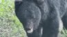 「貫禄があって…」クマとの遭遇に「命の危険を感じるような大きさだった」　農家が田んぼで捉えたのは物怖じしないツキノワグマ　睨むようにこちらへ目向け…　地域の人たちも不安を募らせる　青森県十和田市　|　青森のニュース│ATV NEWS│青森テレビ