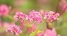赤そばの花が見ごろ…約4.2ヘクタールの敷地に濃いピンクの花が咲く品種「高嶺（たかね）ルビー」満開…長野・箕輪町…赤そばの栽培は遊休農地活用のため約30年前から続く　|　SBC NEWS | 長野のニュース | SBC信越放送