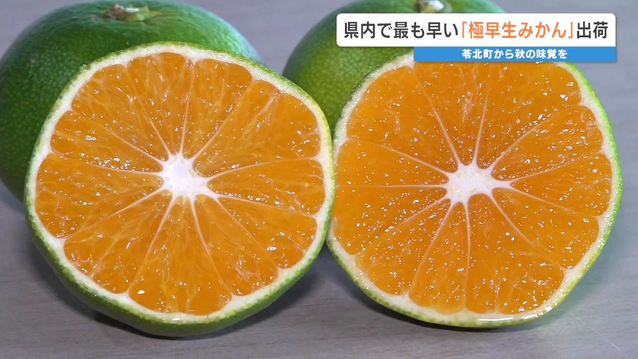 ミカン 高根島みかんの種類 – 長畠農園