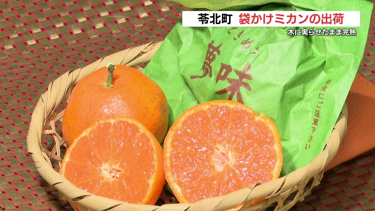木の上であま～く熟成「袋かけミカン」の出荷始まる 熊本県苓北町