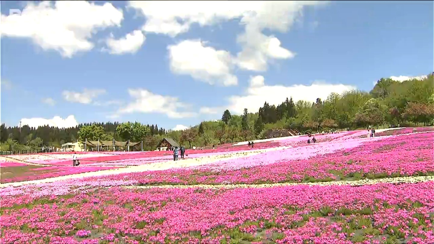 サムネイル_「一色だけじゃなく 花の違いも分かっていい」色鮮やかに 20万株の“芝桜”が見ごろ　新潟県魚沼市