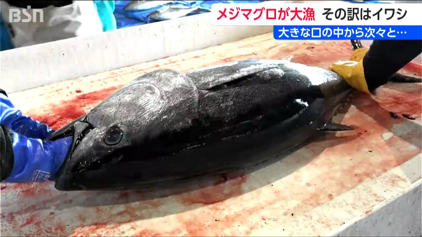 両津湾にマグロの大群！背景に“イワシ”?! 水揚げ550本1kg1500円取引も