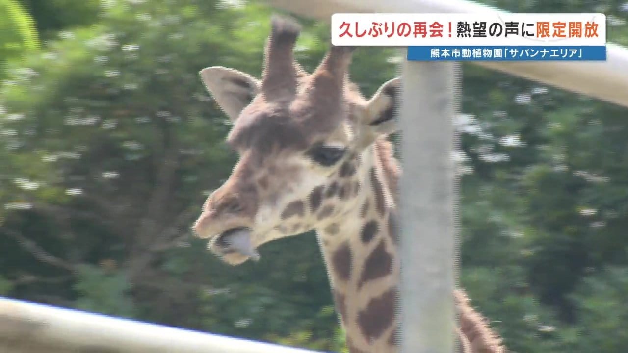 キリンが見たい」ファンの声に熊本市動植物園が神対応！ リニューアル