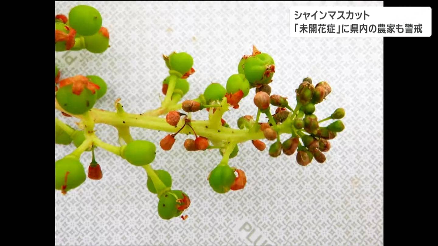 シャインマスカット「未開花症」全国で相次ぐ 農家は不安「なぜ起こる