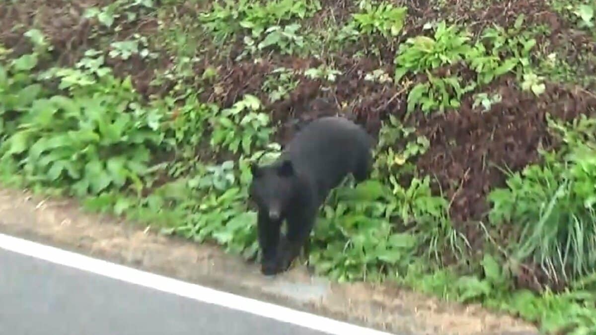 マッスルクマ※交渉前にプロフ一読 動画】迫りくるクマを撮影 クマは音もなくあっという間に近づいてくる