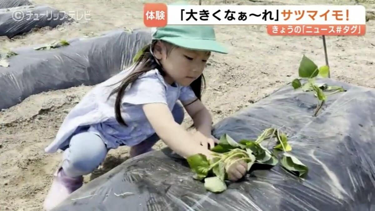 大きくな～れ」 富山市の園児がサツマイモ苗の植え付け 10月に収穫し