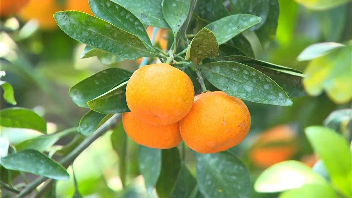 暑い夏に冷やしておいしい 鹿児島県内産「ハウスミカン」 南さつま市で