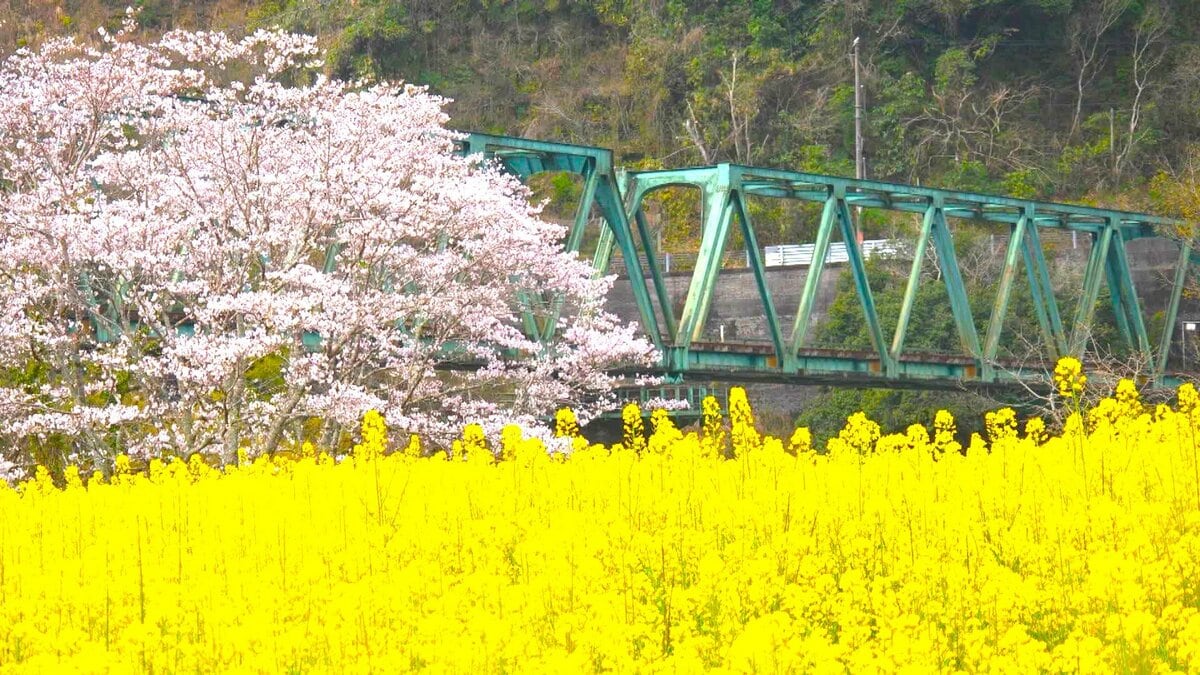 桜と菜の花の競演、鮮やかに 満開の“絨毯”の中、予土線キハ32形・新幹線0系ホビートレインが行く【三島キャンプ場 高知・四万十町】