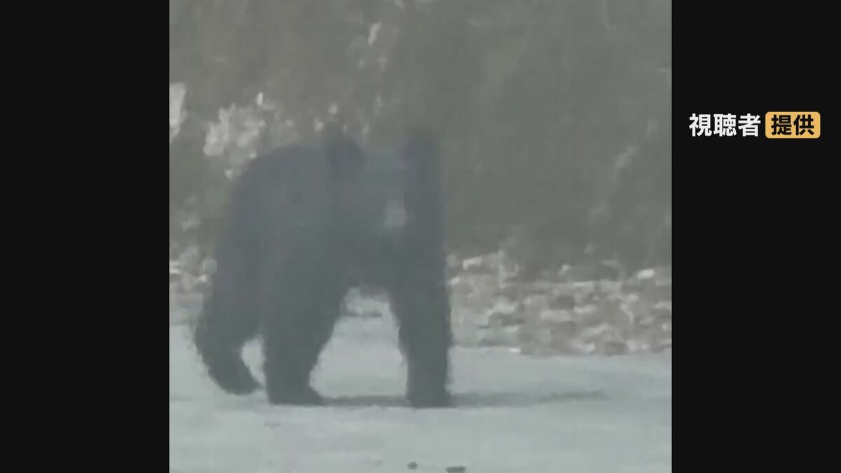 ｢サルだと思ったらクマだった｣ 岐阜でクマ目撃 飛騨の｢ガッタンゴー｣は去年4回中止に…  各地で対策強化