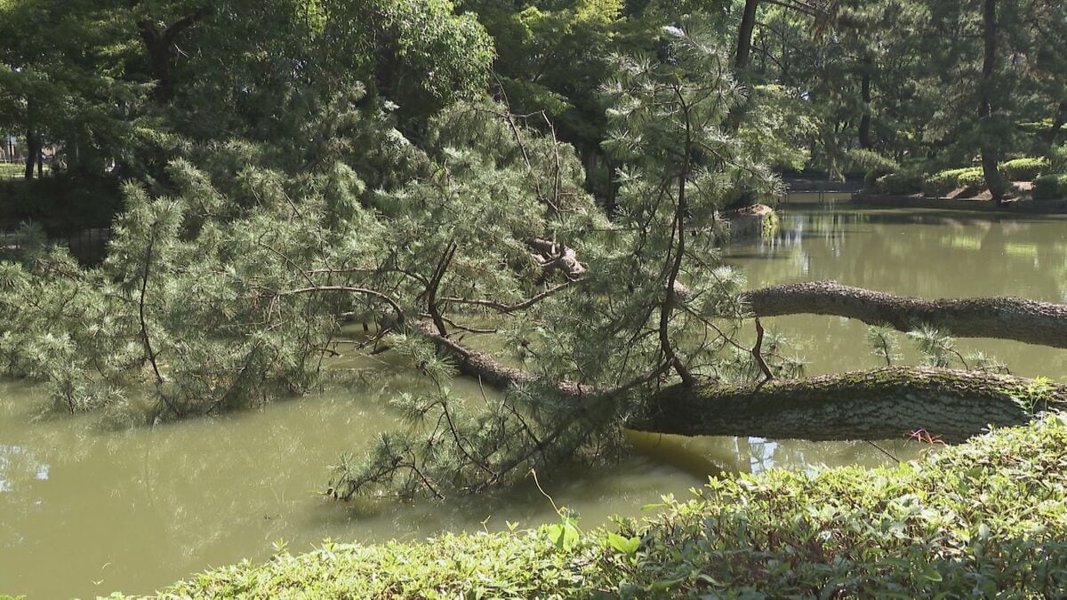 名古屋･名城公園で倒木や枝折れ相次ぐ 約10メートルの木が…一体なぜ？ クロマツなどを中心に緊急点検を実施