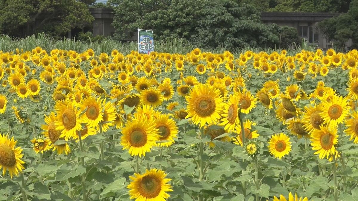 3万本のひまわりの大輪ゆれる　宮古総合実業高の農場【写真多数】