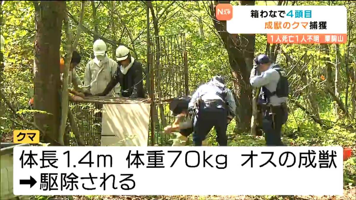 栗駒山で成獣のクマ1頭がワナにかかる クマ襲撃現場付近 宮城・栗原市 