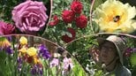 100種類を超えるバラの花が訪れた人を魅了するオープンガーデン　今が見ごろ　今週末と来週末中心に開催　岩手・奥州市　|　IBC NEWS | IBC岩手放送