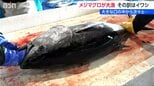 両津湾にマグロの大群！背景に“イワシ”?! 水揚げ550本1kg1500円取引も漁師が漏らす「意外な本音」新潟・佐渡市|TBS NEWS DIG