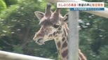 「キリンが見たい」ファンの声に熊本市動植物園が神対応! リニューアル工事の予定を曲げてまで実現した“期間限定公開” 少し大きくなったキリンの心夏に「久しぶりだなぁ」|TBS NEWS DIG