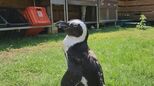 海水浴場で脱走したペンギン 「ペン」ちゃん 約45キロ離れた海岸で保護 「写真をみると“ホンマや!”って」 | 名古屋・愛知・岐阜・三重のニュース【CBC news】 | CBC web