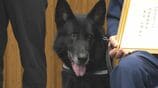 “驚異の嗅覚”警察犬セレスティオ号　目撃情報とは真逆の方向へ…行方不明者をスピード発見　2度目のお手柄　|　大分のニュース｜OBS NEWS｜大分放送