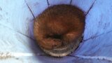 アナグマが登校中の男子児童と教員を襲う いずれも軽傷 岩手・滝沢市|TBS NEWS DIG