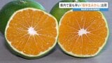 “甘酸っぱい秋の味覚” 「極早生ミカン」出荷始まる 熊本県苓北町 | 熊本のニュース|RKK NEWS|RKK熊本放送