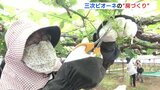 高級ブドウ「ピオーネ」の房作りが最盛期　７月出荷に向けて　広島･三次市　|　RCC NEWS | 広島ニュース | RCC中国放送