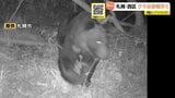 札幌市西区でヒグマの出没相次ぐ　住宅裏庭に設置したカメラに親子らしき3頭のヒグマの姿　散策路脇のカメラにも1頭|TBS NEWS DIG