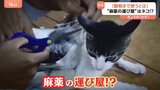 ネコが「麻薬の運び屋」!?コスタリカの刑務所で救出されたネコに巻き付いていたのは“麻薬” 非道な行いに「いたいけな動物まで使うとは許せん!」|TBS NEWS DIG